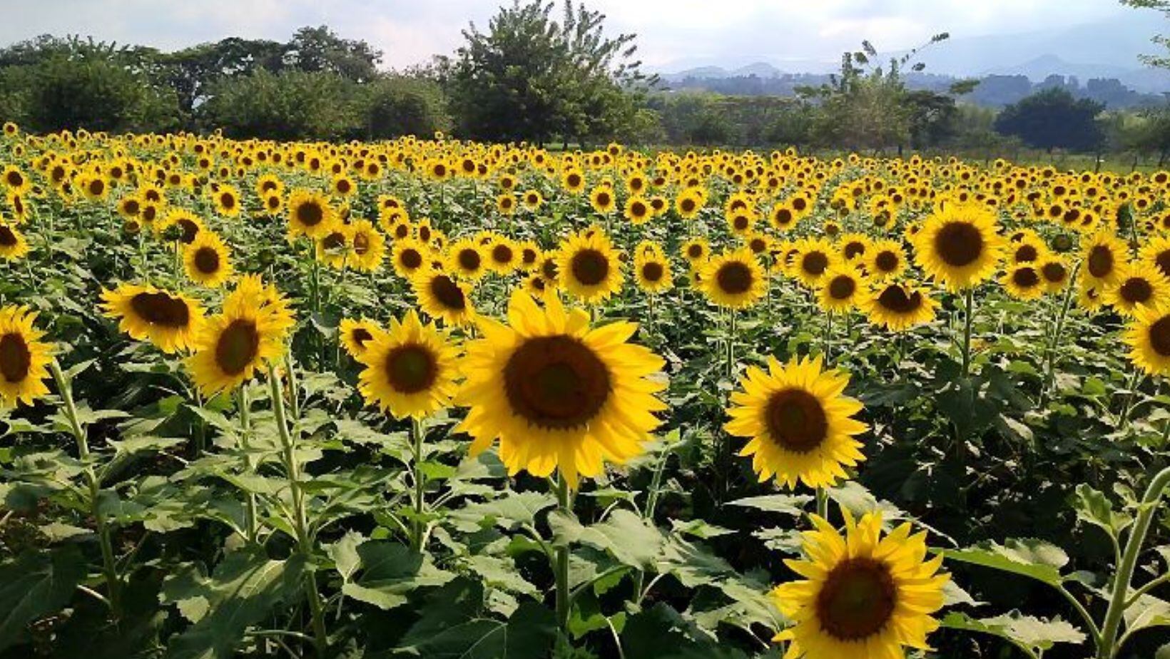 Campo de girasoles cerca a Cali