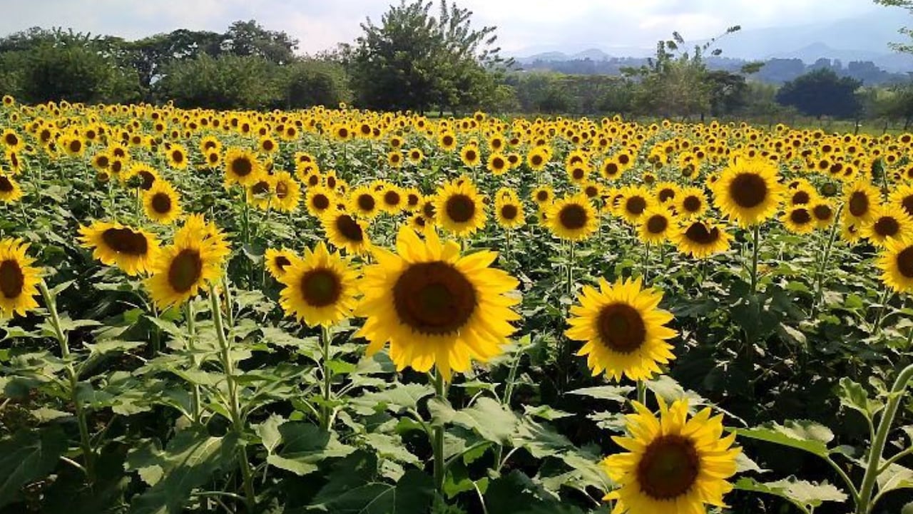 Campo de girasoles cerca a Cali