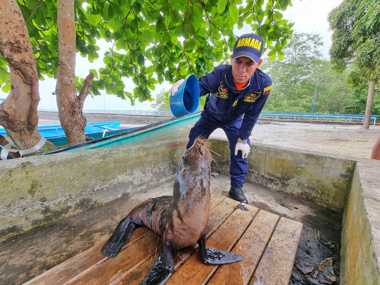 Evelin, la lobo marino que apareció en costa nariñense