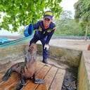 Evelin, la lobo marino que apareció en costa nariñense