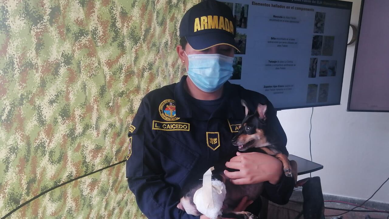 La mascota de alias Fabian, el cabecilla del ELN que sobrevivió a un bombardeo en el Chocó