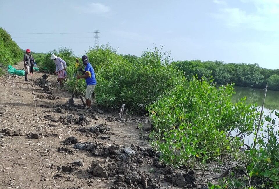 Siembra de mangles en la Ciénaga de la Virgen, en Cartagena.
