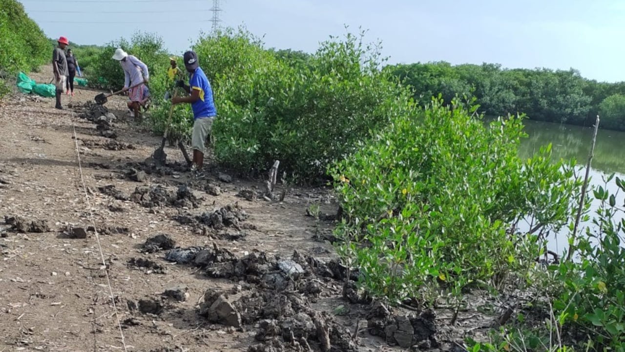 Siembra de mangles en la Ciénaga de la Virgen, en Cartagena.