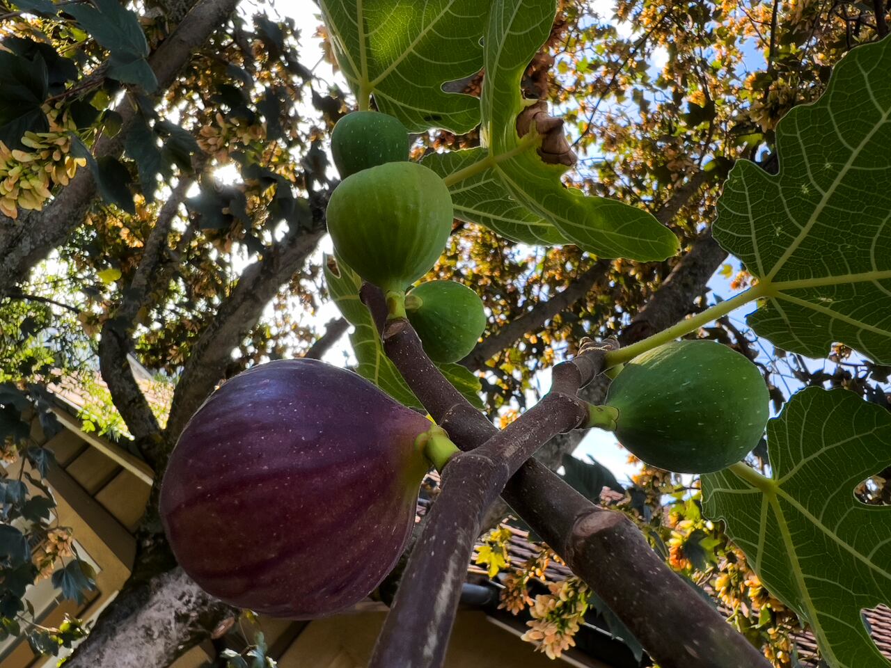 Primer plano de una higuera en el árbol