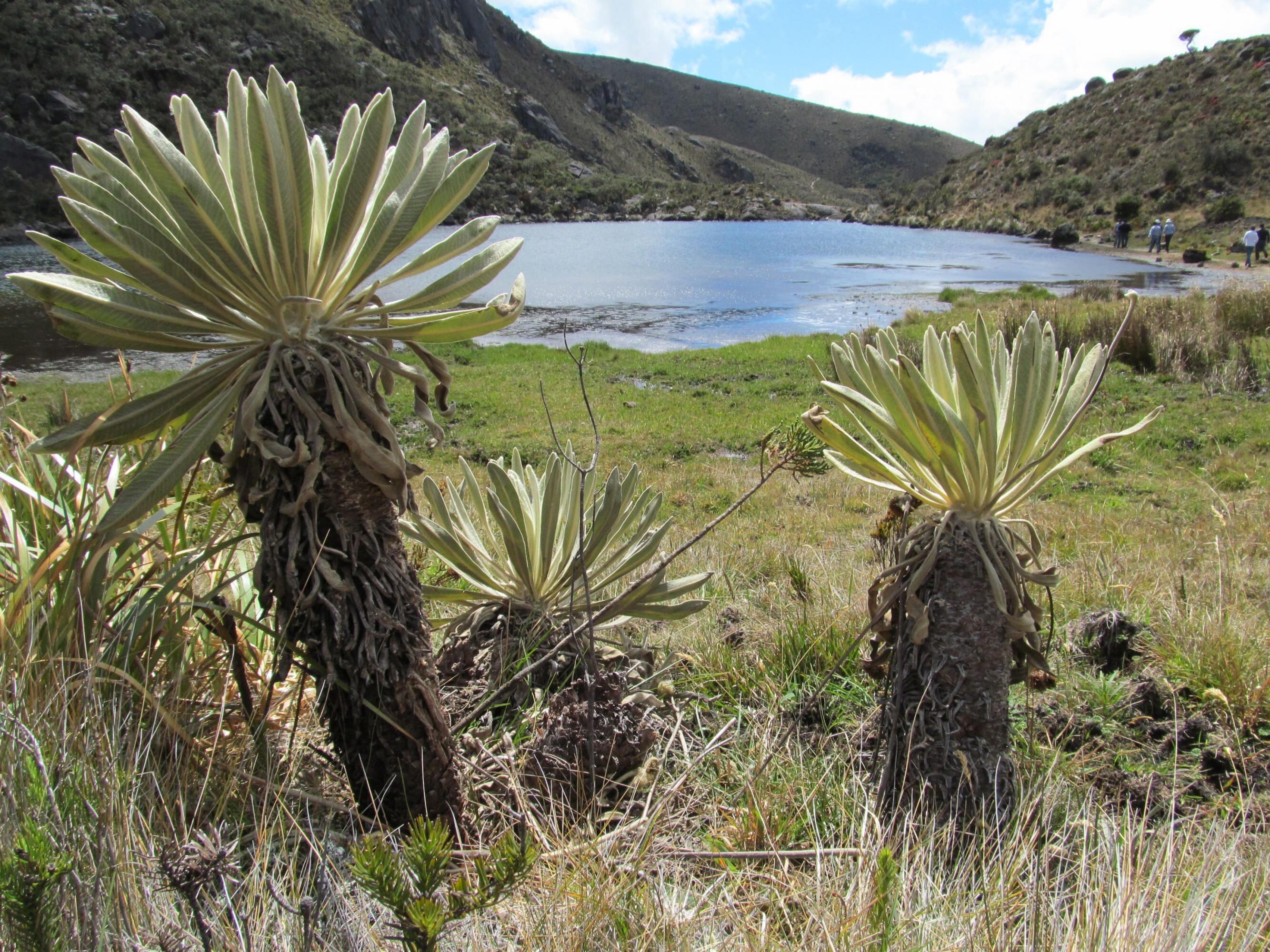 Páramo de Santurbán.