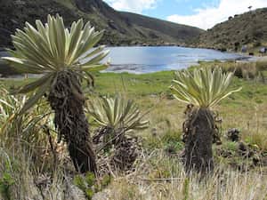 Páramo de Santurbán.