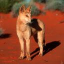 El ataque tuvo lugar en el agua, a pesar del oleaje que se presentaba.