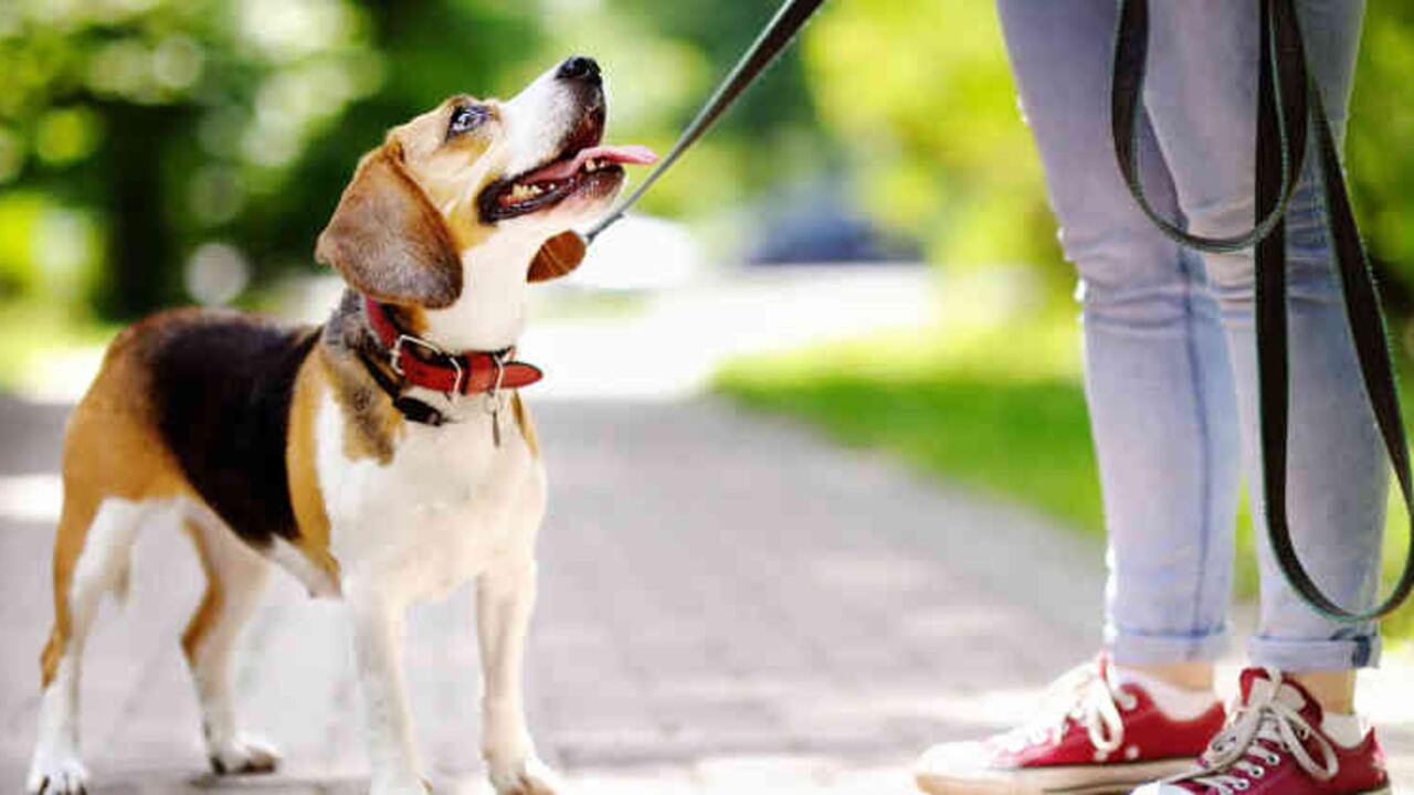 Jornadas de esterilización de mascotas gratis en Bogotá.