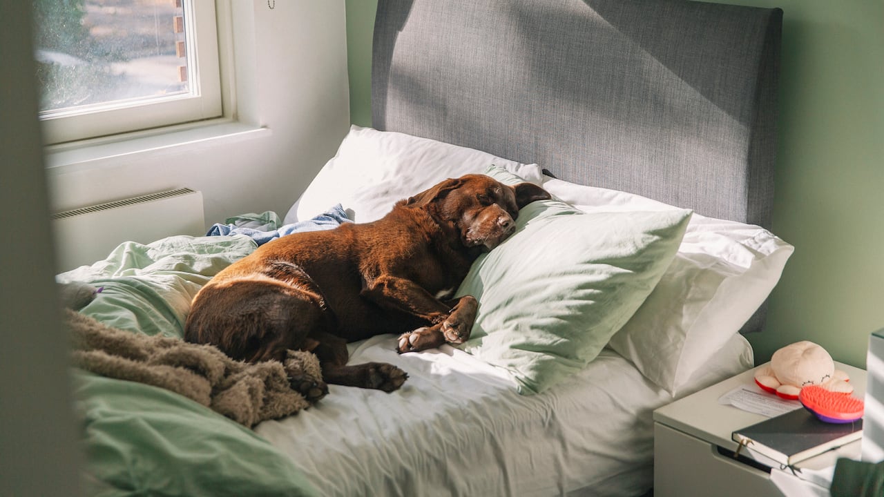 Que los perros duerman en la cama tiene sus pro y contras.