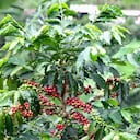 Hasta el PIB café tuvo desplome en el segundo trimestre del 2020.