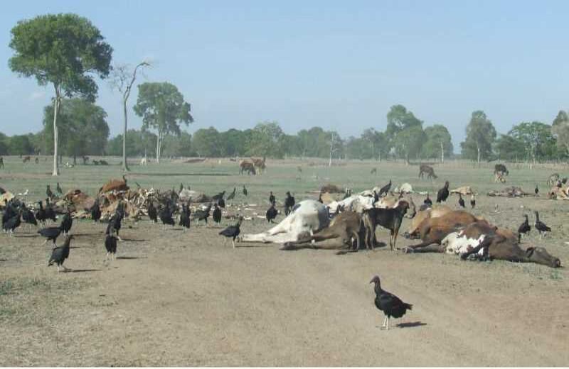 Cortesía de Contexto Ganadero