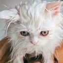 En los gatos, la necesidad del baño depende de si salen frecuentemente o no de sus casas.