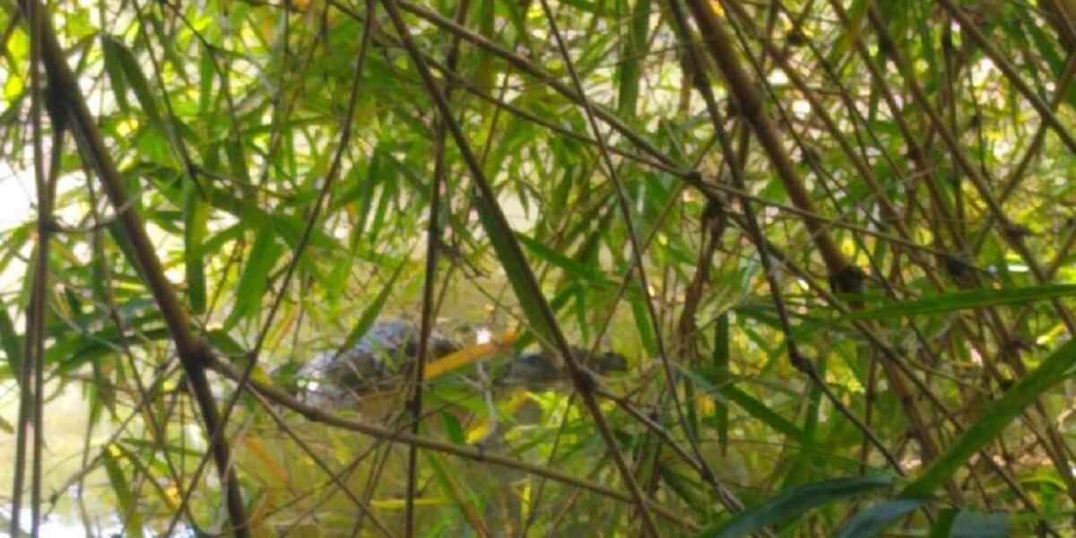 Hallan babilla muerta en humedal de Cali