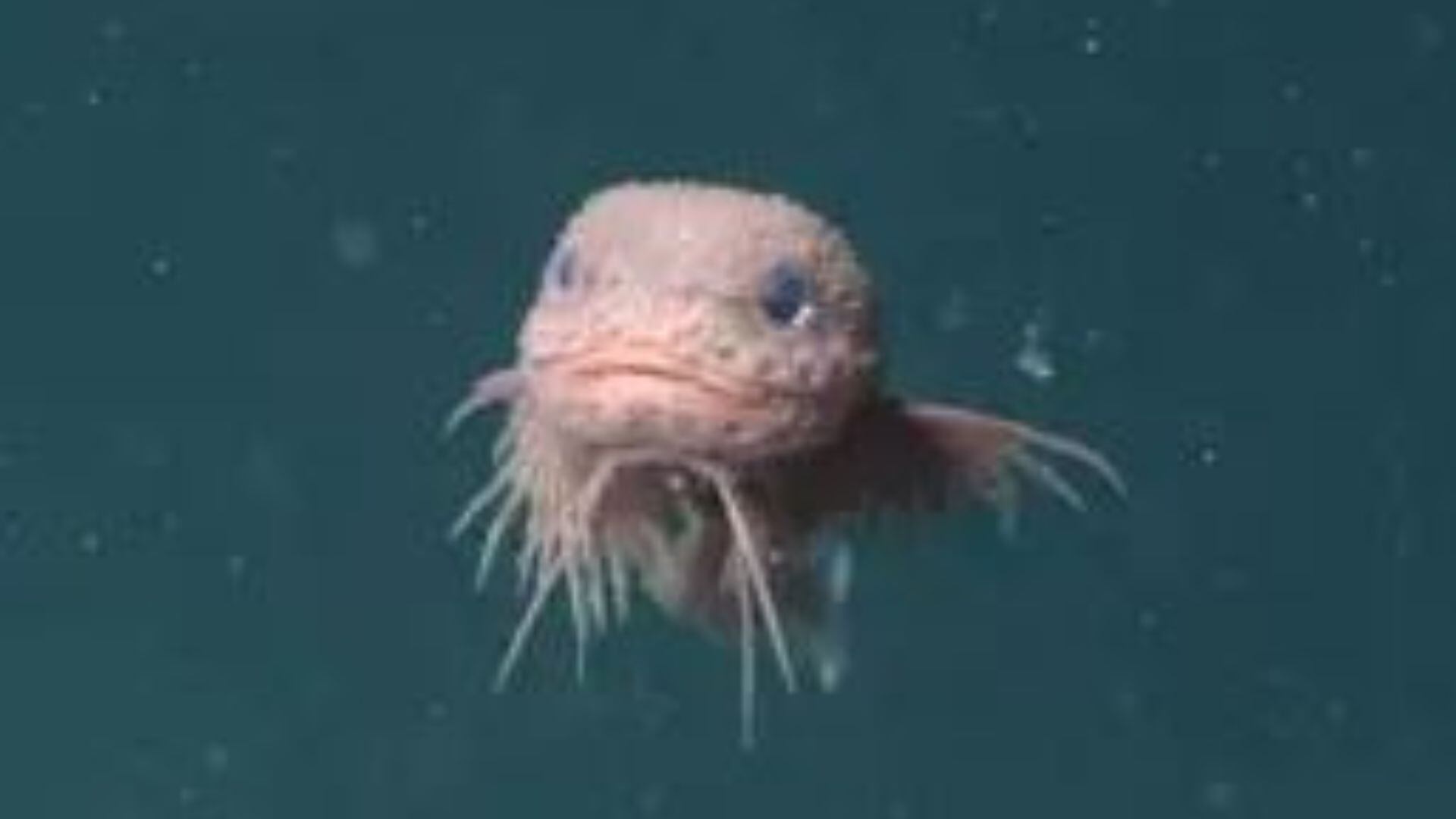 Cámaras submarinas del MBARI descubrieron tres nuevas especies de pez caracol a más de 3.200 metros de profundidad.