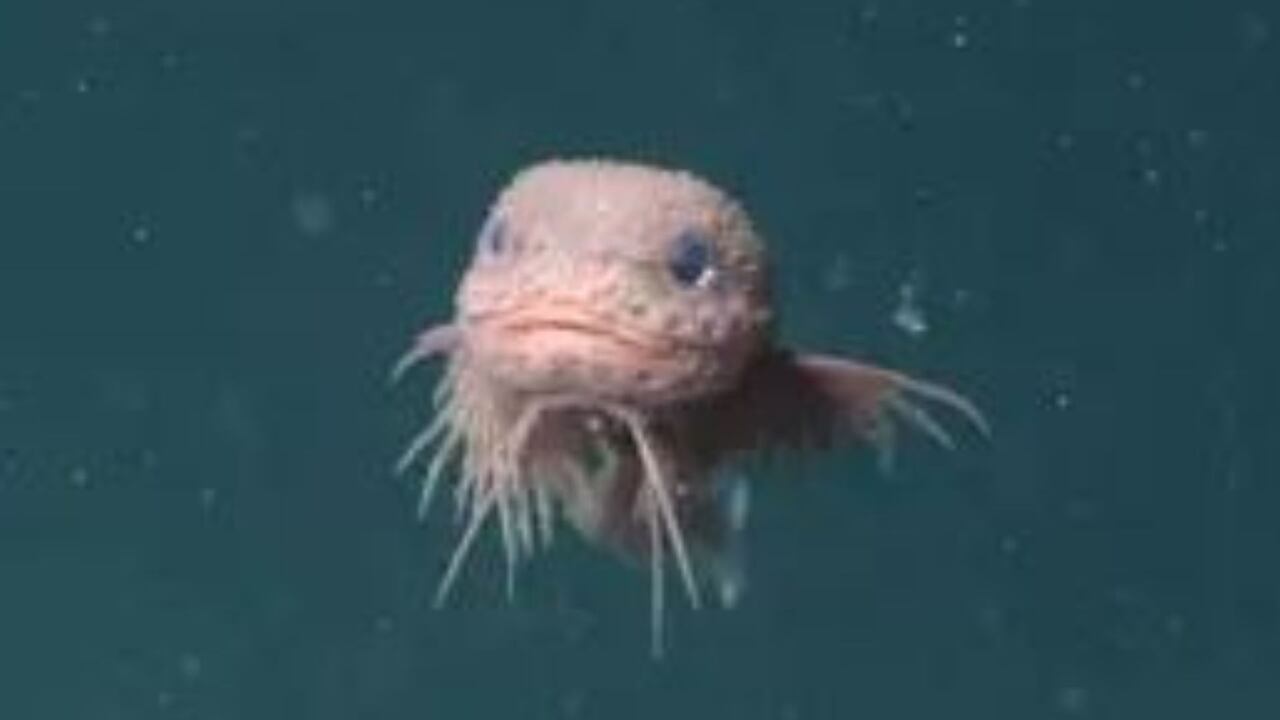 Cámaras submarinas del MBARI descubrieron tres nuevas especies de pez caracol a más de 3.200 metros de profundidad.