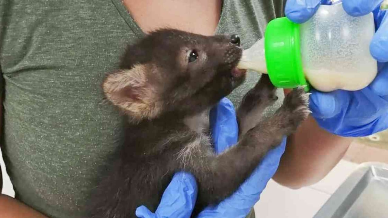 Varias crías de zorro han sido rescatadas este año en el departamento del Huila. Foto: CAM.
