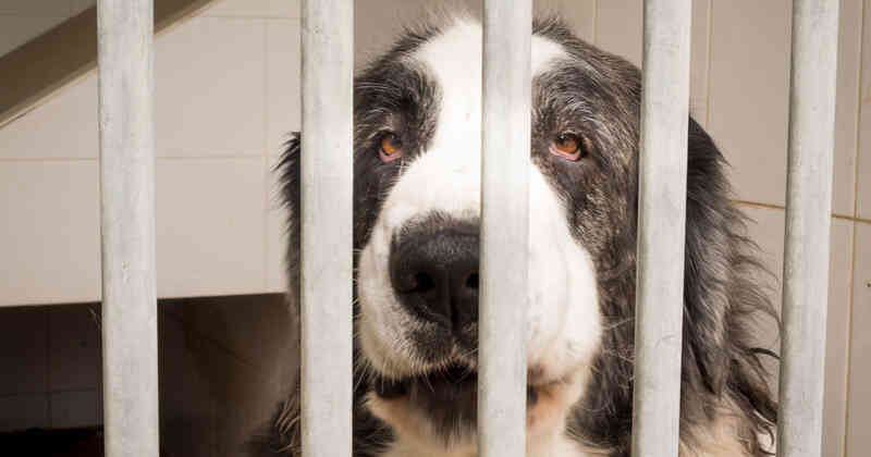 Las lesiones tuvieron graves afectaciones en los perros.