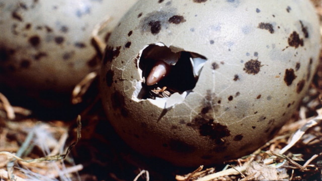 “Una hembra madura de cabeza de serpiente del norte puede llevar hasta 50,000 huevos, aunque algunos no se desarrollarán y otros serán comidos por insectos y peces pequeños después de la fertilización. (Photo by DeAgostini/Getty Images)