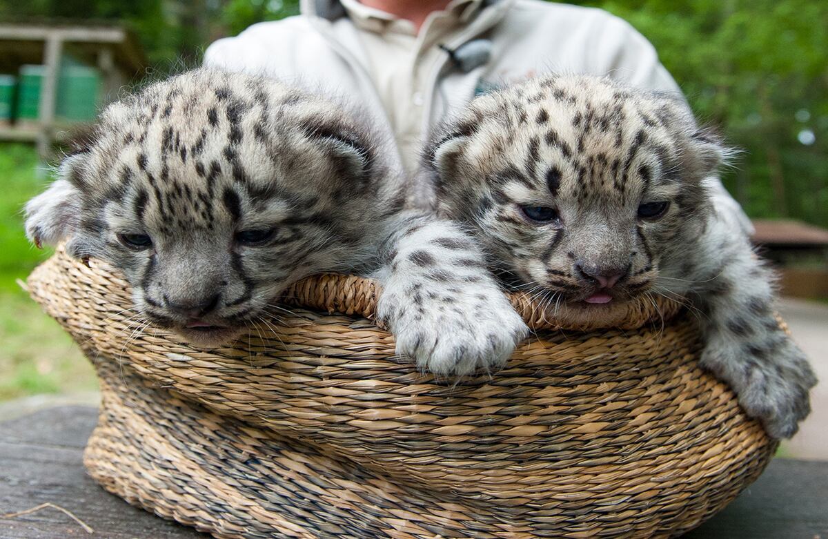 Dos leopardos de las nieves son llevados a la vida salvaje en la reserva natural de Lueneburger Heide, en Nindorf, Alemania. (Philipp Schulze/dpa vía AP)