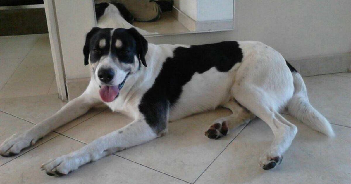  la esperanza de vida de un perro criollo cachorro alcanza los 12 años 