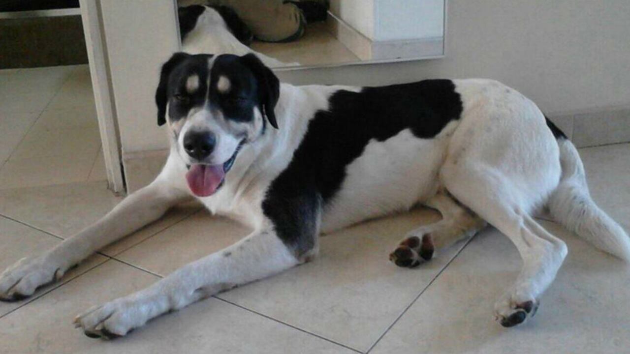 El perro criollo Príncipe.