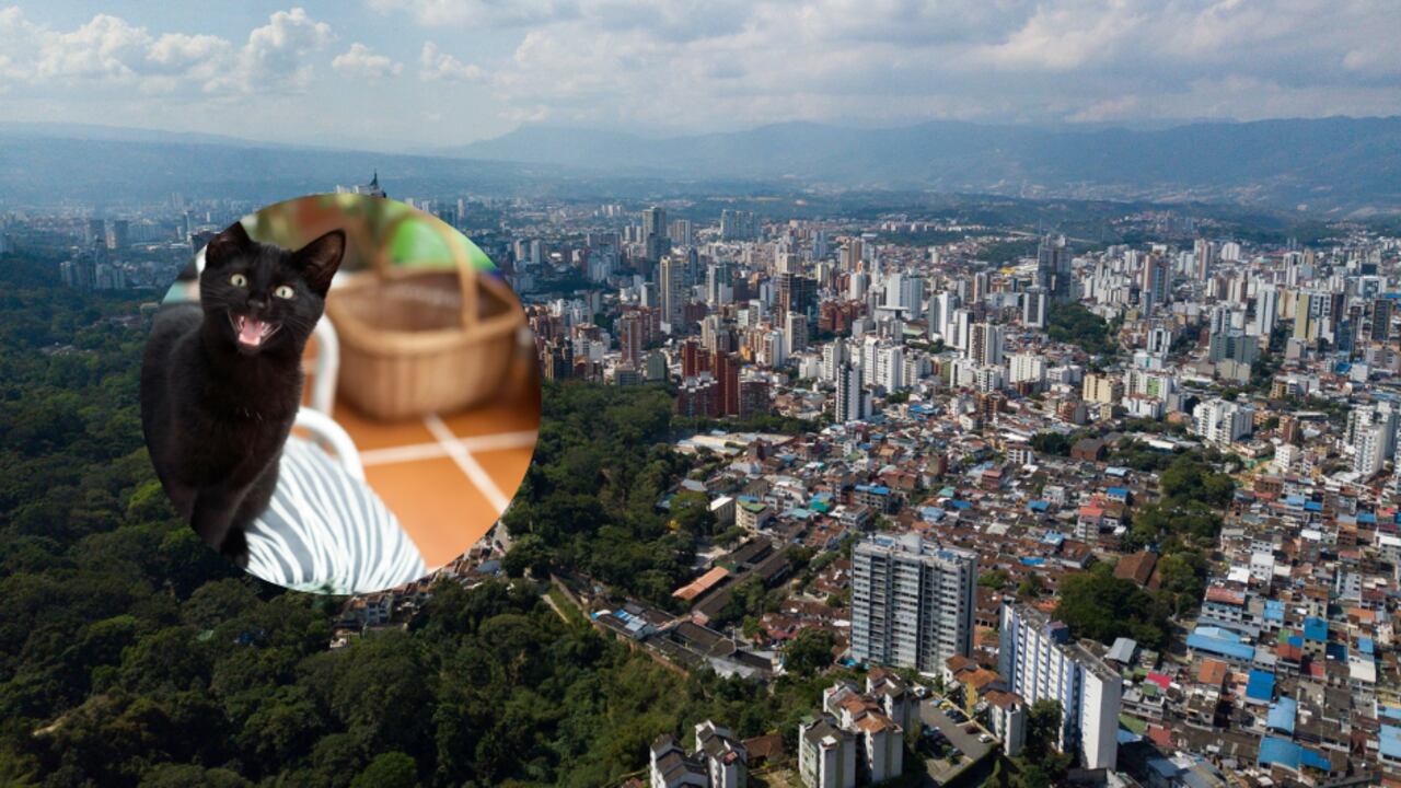 Investigan el supuesto robo de gatos en Bucaramanga.