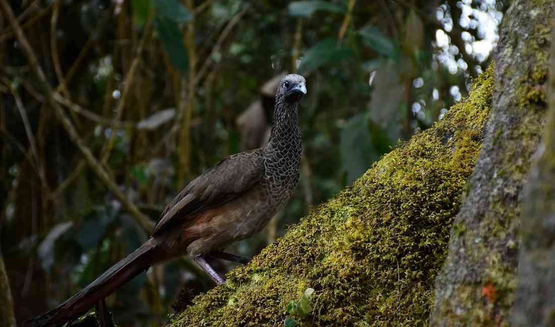 Guacharaca (Ortalis columbiana).
