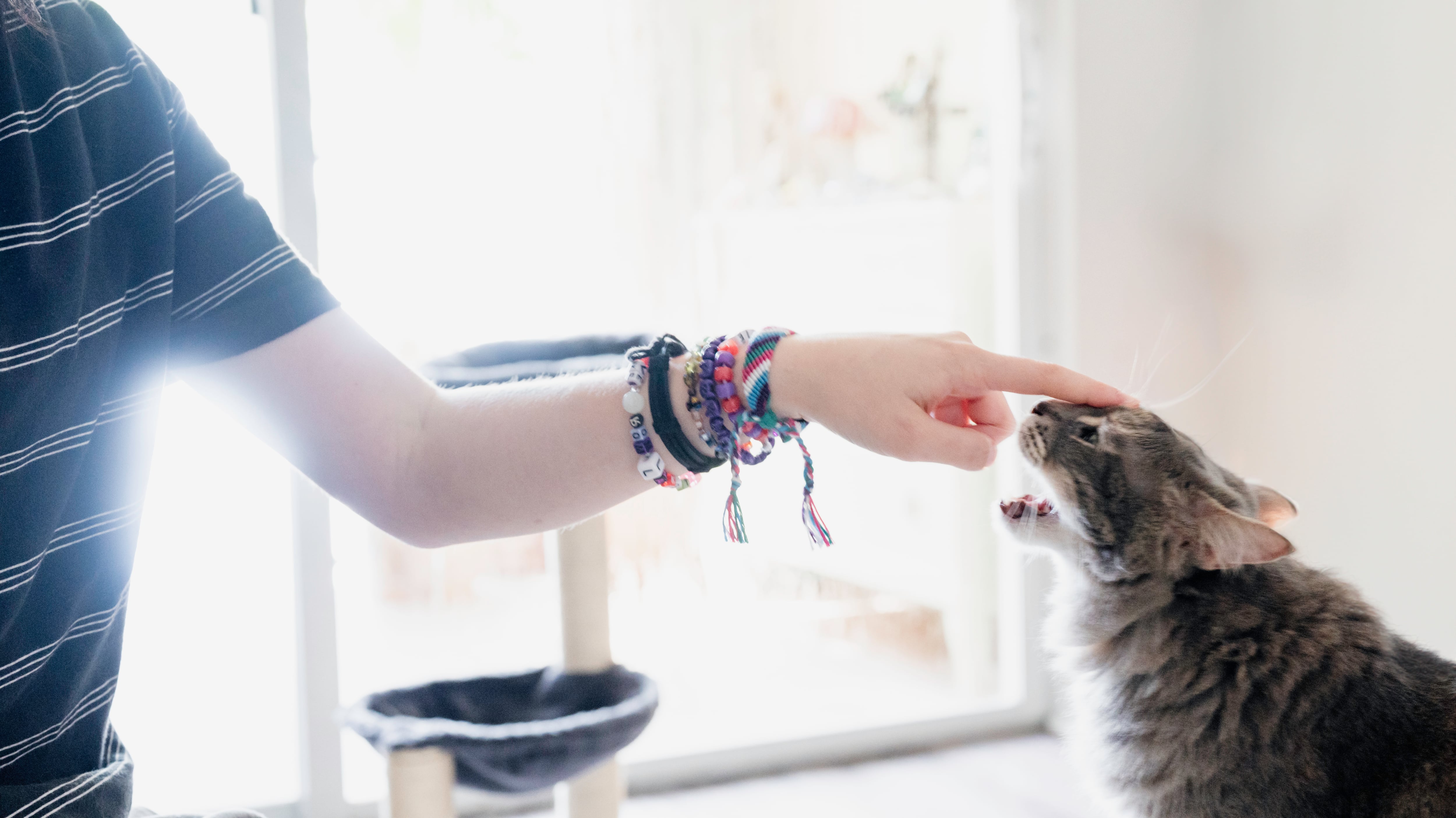 Esta es la forma como su gato marca límites de afecto