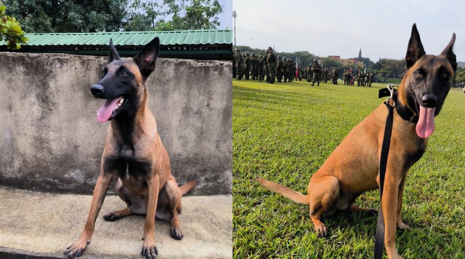 Urca, mascota asesinada por las disidencias de las Farc en Cauca.