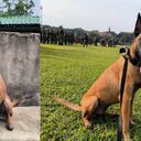 Urca, mascota asesinada por las disidencias de las Farc en Cauca.