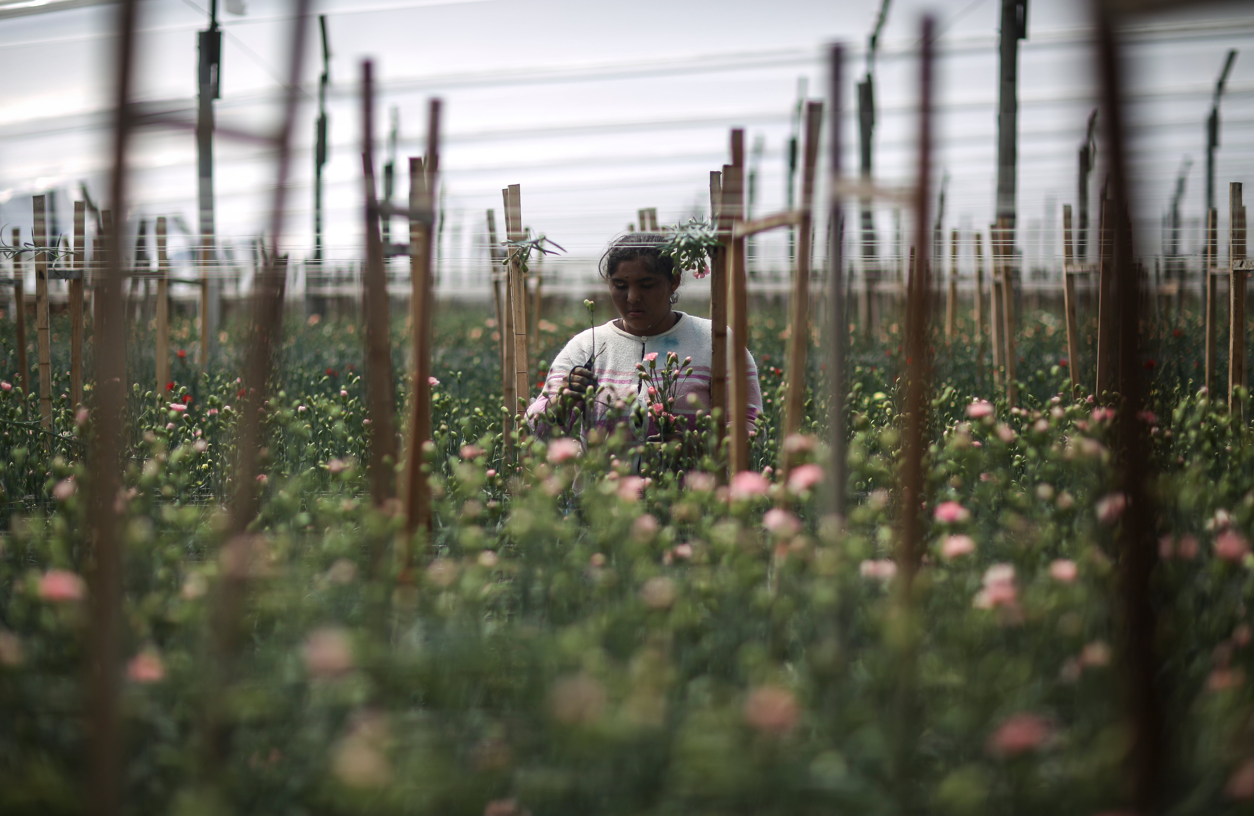 Flores, el regalo tradicional en el día de la madre