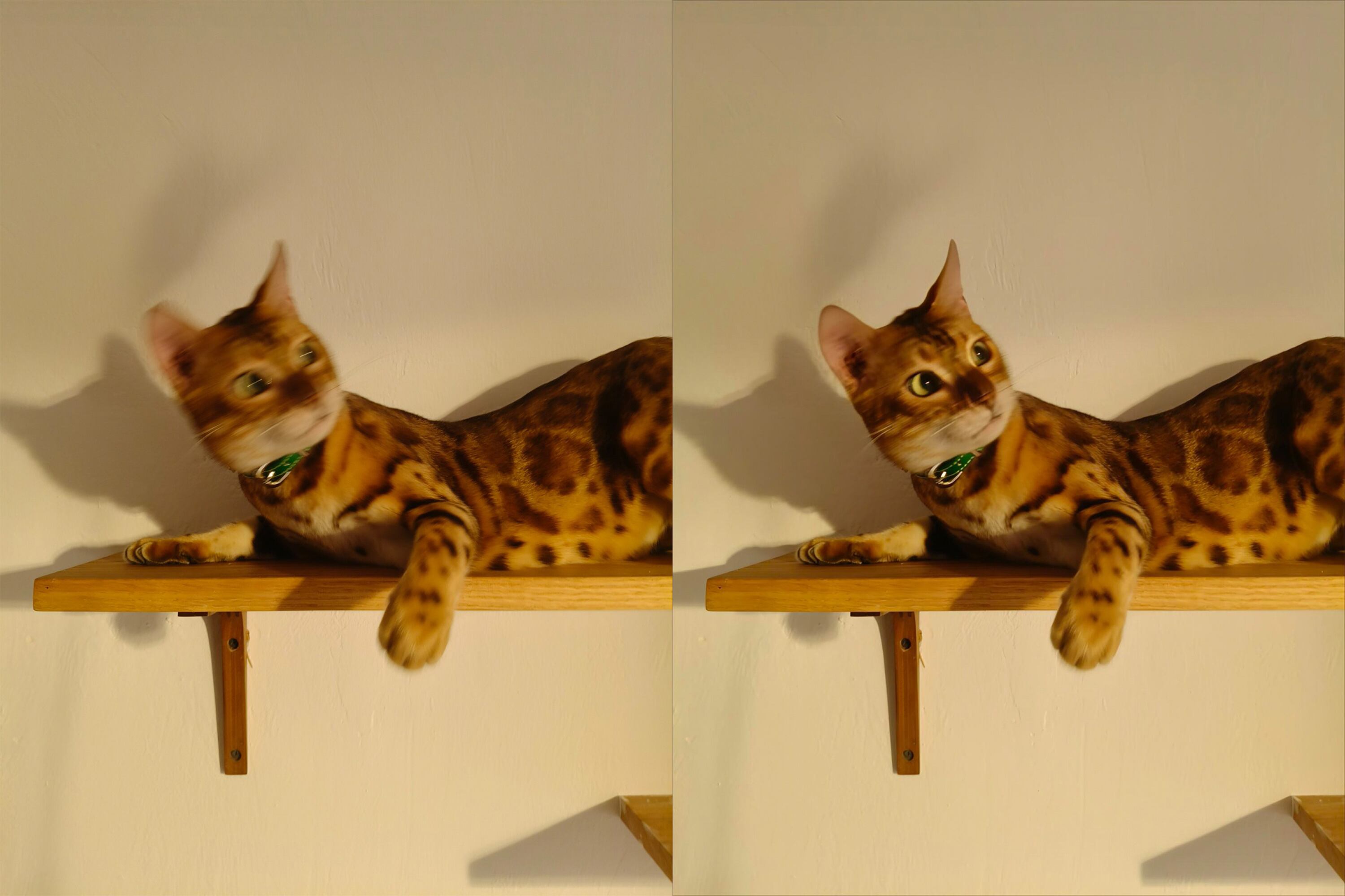 Estos equipos tienen la capacidad de restaurar la nitidez de fotos borrosas.