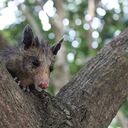 La zarigüeya común de encuentra en diversos ecosistemas del país.