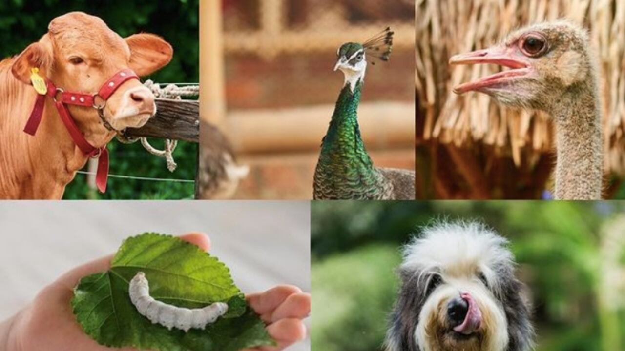 Animales de Panaca