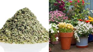 Orégano para el cuidado de las plantas