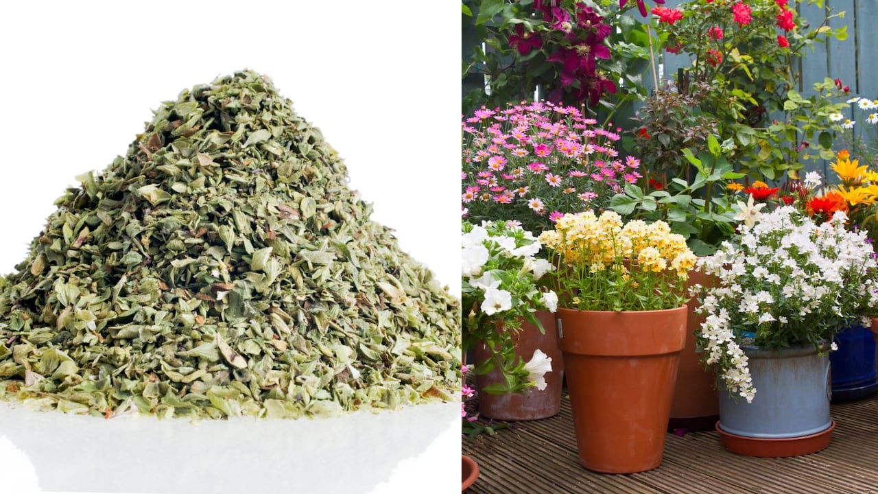¿Cómo usar el orégano para hacer florecer las plantas?