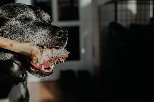 Son dañinos y puede ocasionar rotura dental.