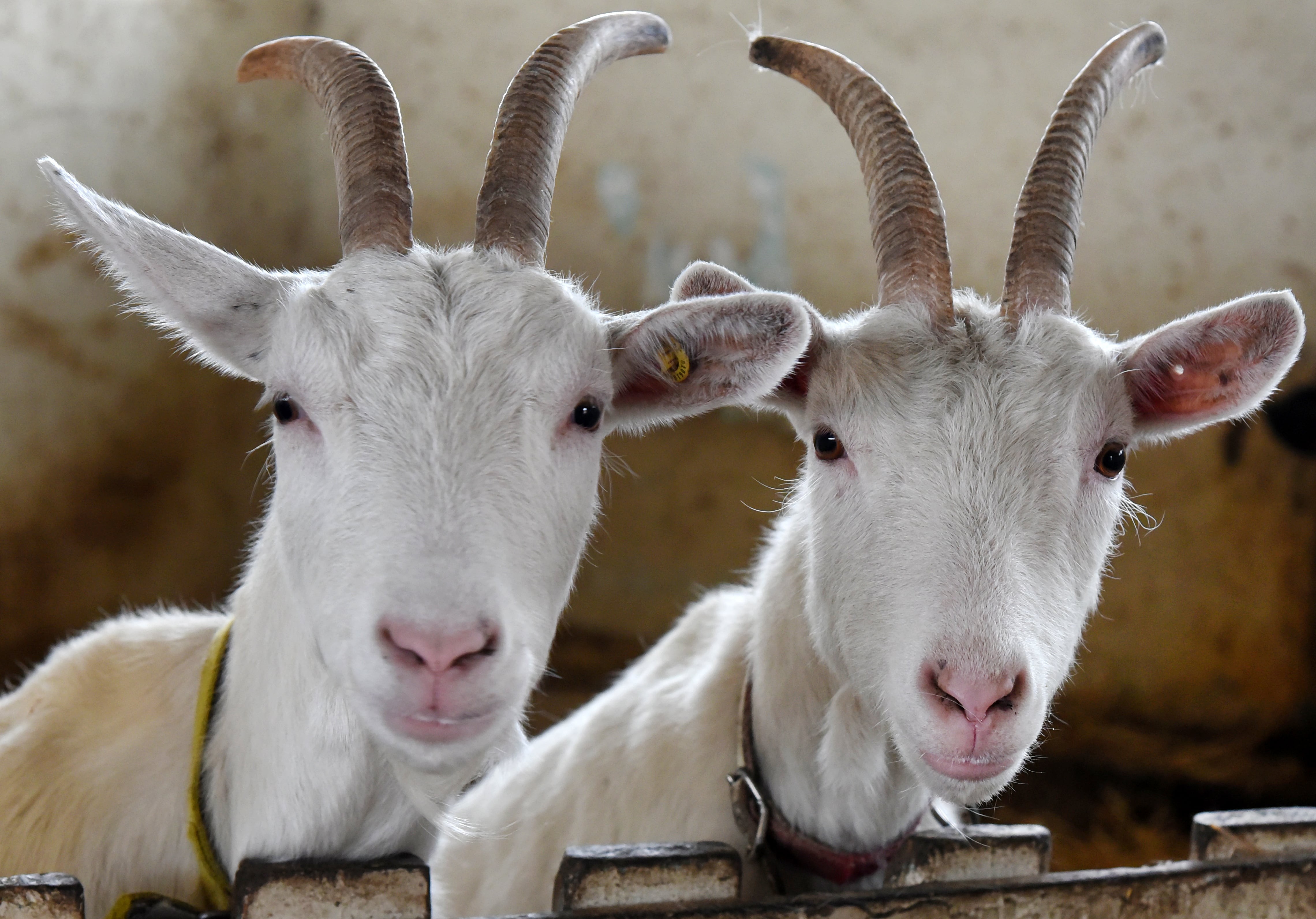 PRODUCTION - 23 February 2023, Saxony, Eilenburg: In their pen at the film animal school run by animal film trainer Dietmar Telligmann, the two goats Else (r) and Ninni wait for treats in Eilenburg in northern Saxony. The two lively animals played their animal roles in a Danish feature film just a few weeks ago. With his wife, veterinarian Agnes, he looks after around 80 animals, which include horses, cattle, ponies, dogs, sheep, goats, geese and a cockatoo. Many of them have already been prepared for various TV or cinema projects and made their appearance as animal leads. (to "Animal extras for "Tatort" in front of the camera") Photo: Waltraud Grubitzsch/dpa (Photo by Waltraud Grubitzsch/picture alliance via Getty Images)