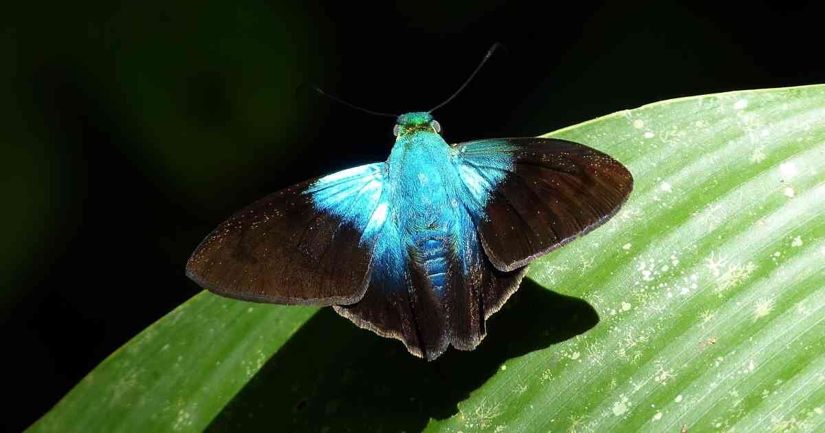  La mariposa Astraptes alardus aquila se constituiría en un nuevo registro para Medellín. Foto: Andrew Neild / Flickr 
