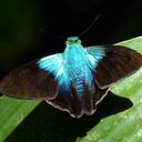 La mariposa Astraptes alardus aquila se constituiría en un nuevo registro para Medellín. Foto: Andrew Neild / Flickr