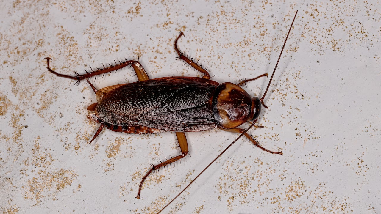 Existen más de 4 mil especies de cucarachas