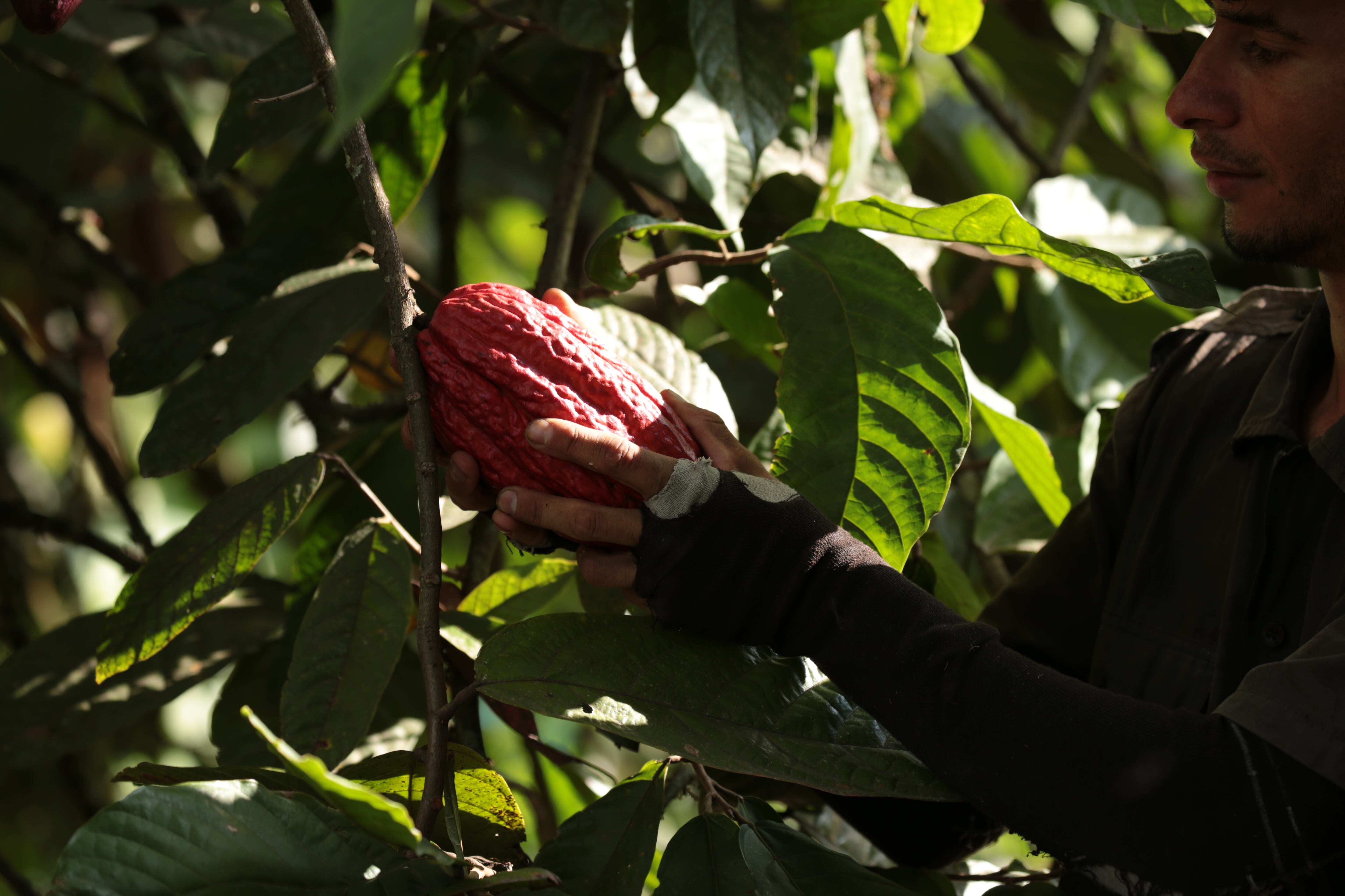 Desde el 2014, la empresa Lok Foods comercializa productos premium, especialmente cacao.