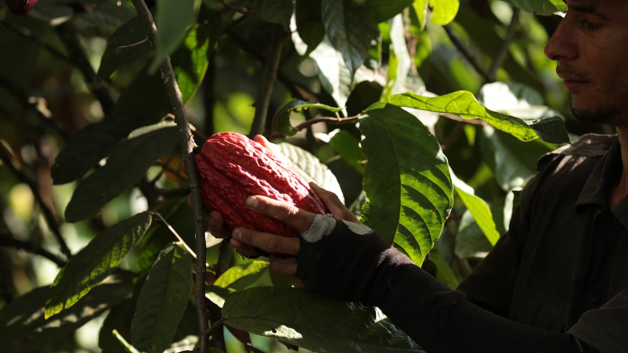 Desde el 2014, la empresa Lok Foods comercializa productos premium, especialmente cacao.