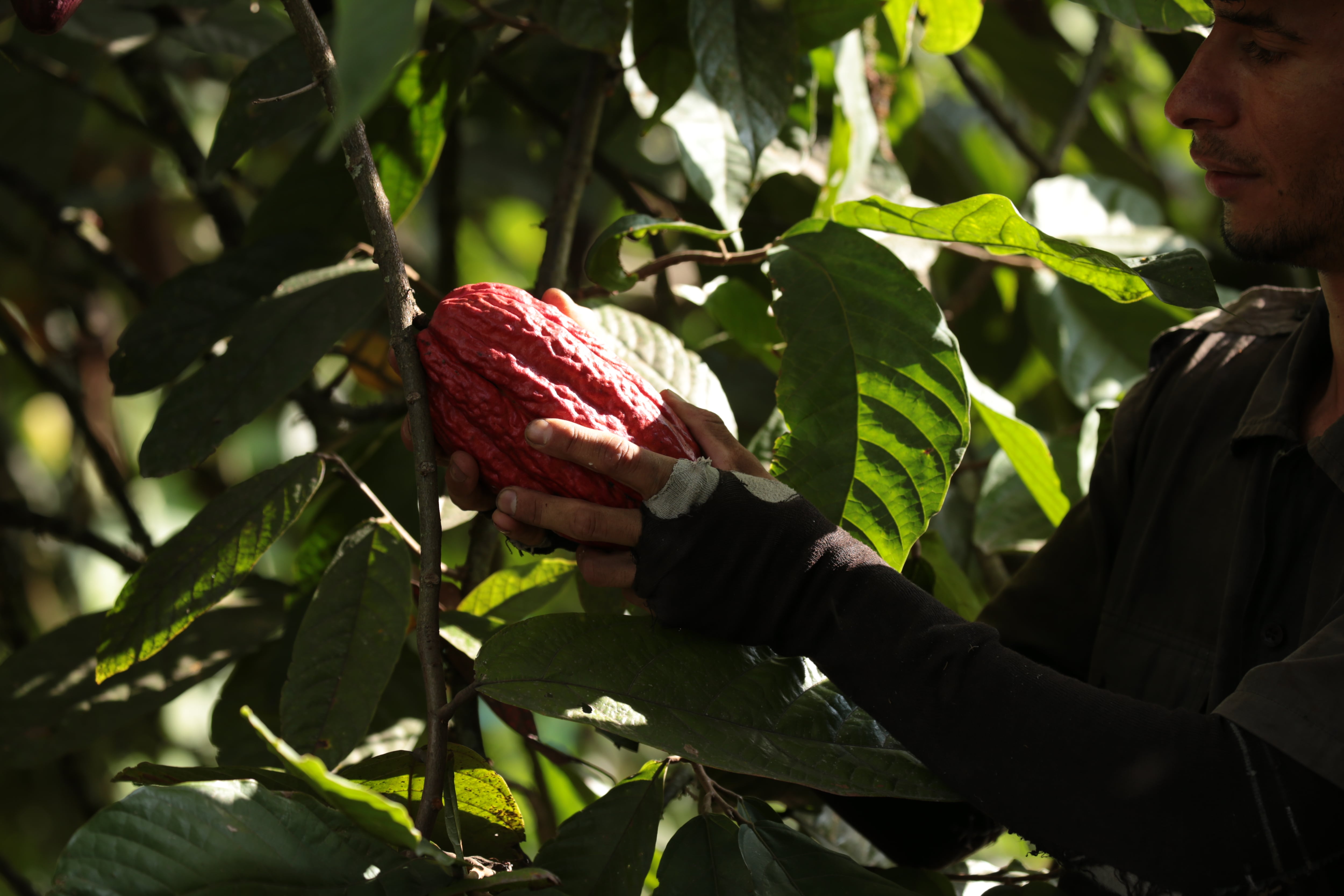 Desde el 2014, la empresa Lok Foods comercializa productos premium, especialmente cacao.