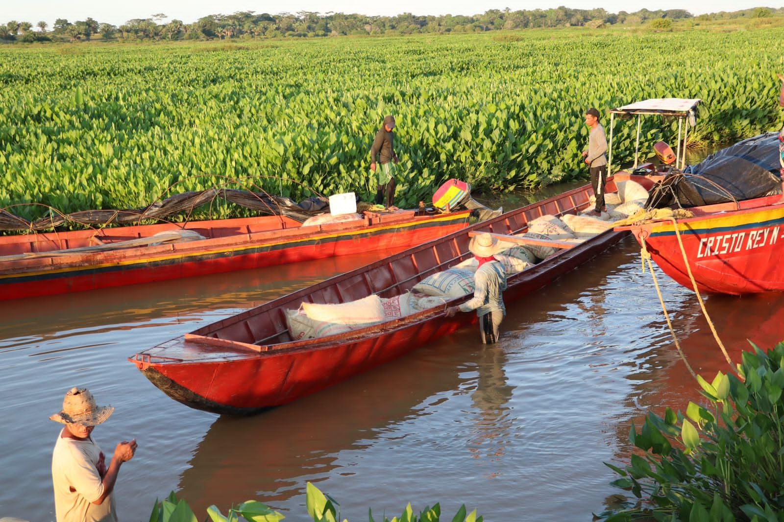 Primera cosecha de arroz en predio entregado por la SAE en San Marcos, Sucre.