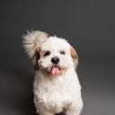 Cuando las personas o familias asumen la responsabilidad de tener un perro, esto puede mejorar significativamente sus vidas.