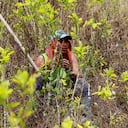 Campesino en un acto de sustitución voluntaria de cultivos ilícitos en la vereda Pueblo Nuevo del municipio de Briceño.