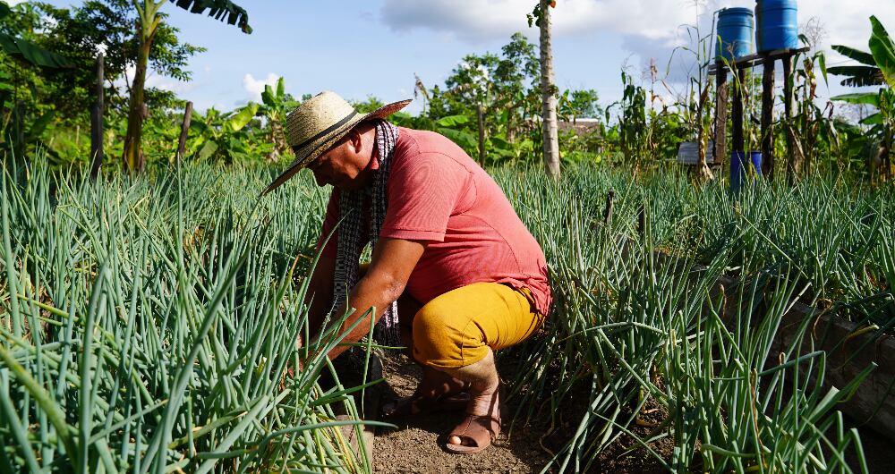 WFP apoya los proyectos productivos de las antiguas ETCR