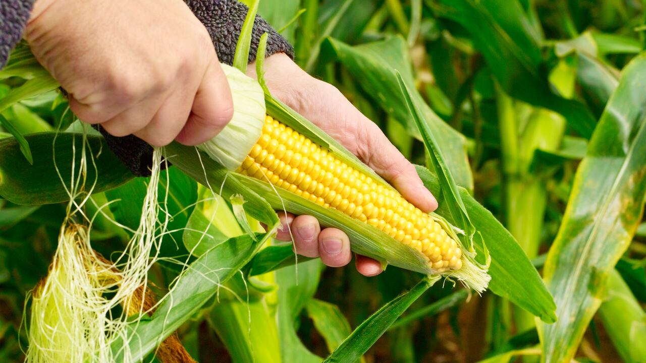El sector maicero tiene un mercado de talla mundial por aprovechar.