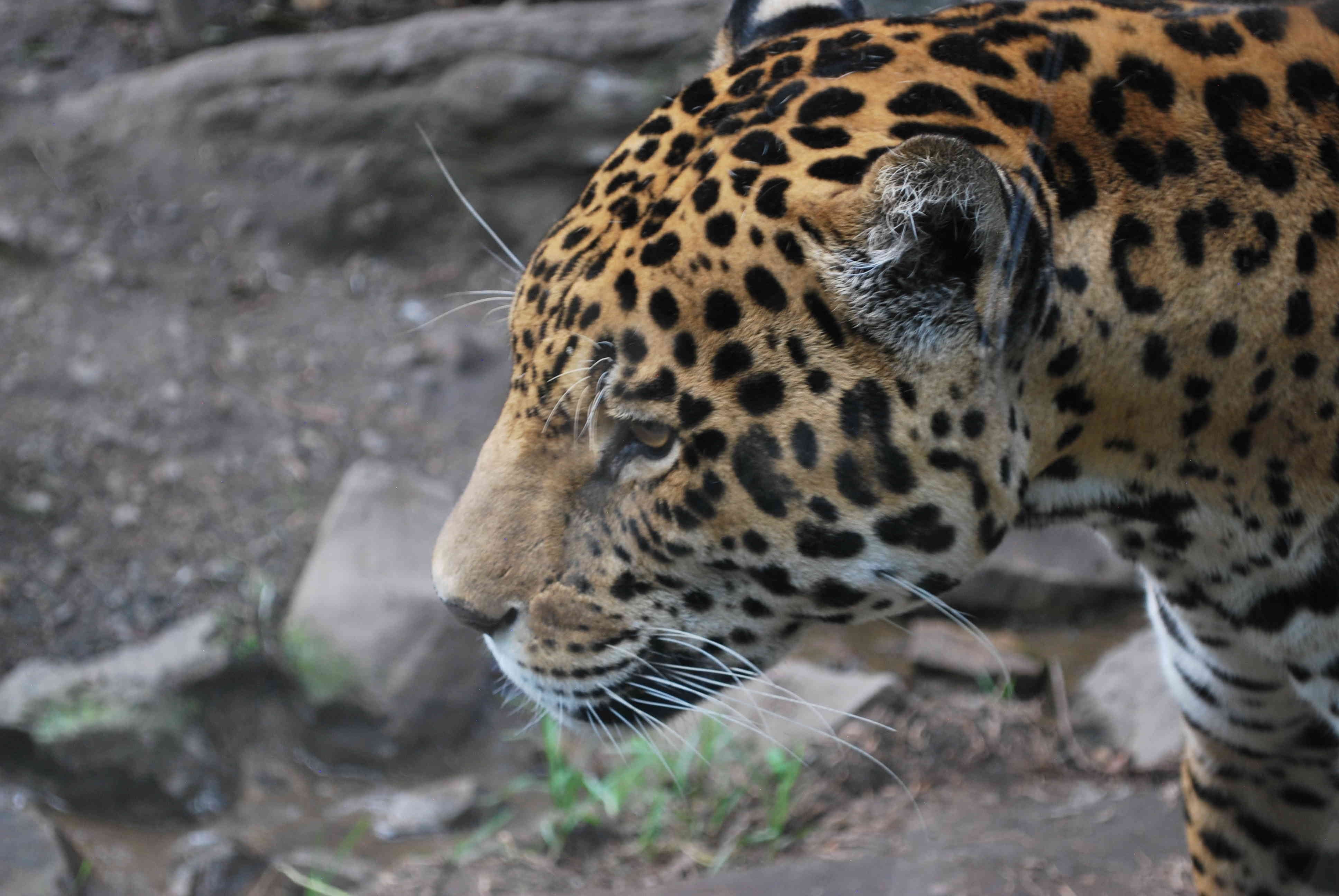 jaguar
